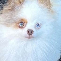 Frisco - Pomeranian