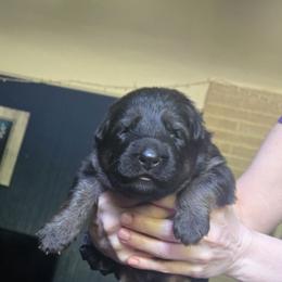 German Shepherd Puppies from Hughes shepherds