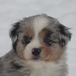 Border Collie, English Setter, and Miniature American Shepherd Puppies from First Harmony Farms