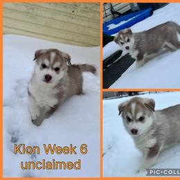 Kion - Red and white male Siberian Husky puppy in Canton, Ohio from Bleu Skies Siberian Huskies