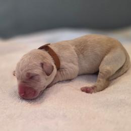 Male 1 yellow - Yellow male Labrador Retriever puppy in Lenore, Idaho from Sunny Skies Retrievers