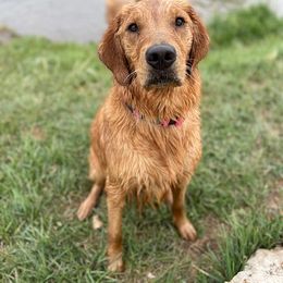 "Tully" Golden Retriever All Grown Up from Wishaw Whisky Golden Retrievers