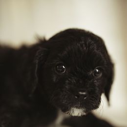 Girl 2 - Black and white Cavapoo puppy in Moses Lake, Washington from The Cav Family