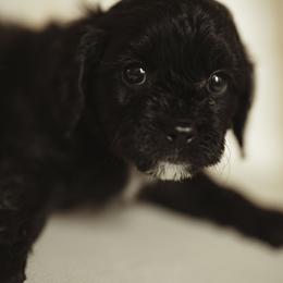 Girl 2 - Black and white Cavapoo puppy in Moses Lake, Washington from The Cav Family