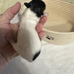 Girl 2 - White and black female Papillon puppy in Middleville, Michigan from Cheryl's Papillons