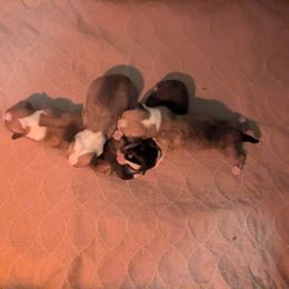 Girl 2 - Red female Pembroke Welsh Corgi puppy in Edinburgh, Indiana from J Bar M Corgis