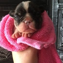 French Bulldog Puppies from Monarchy's Finest French Bulldogs