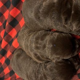 Buzz - Chocolate male Labrador Retriever puppy in Amherst, New Hampshire from Hopeville Labradors