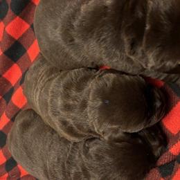 Buzz - Chocolate male Labrador Retriever puppy in Amherst, New Hampshire from Hopeville Labradors