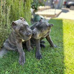 Cane Corso Puppies from Corso Empire