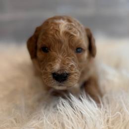 Pearl - Red  female Goldendoodle puppy in Pine Grove, California from Lundee Doodles