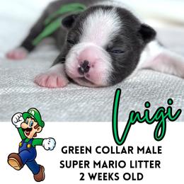 Luigi - Blue male Boston Terrier puppy in West Jefferson, Ohio from Kline Kennels