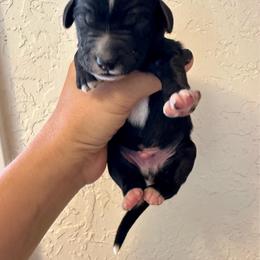 Lu's boy 2 - Black and white male Bernedoodle puppy in Marlow, Oklahoma from Crider’s Critters