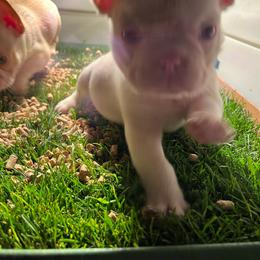 Blue collar - Cream male French Bulldog puppy in Roland, Oklahoma from Ruff it up frenchies
