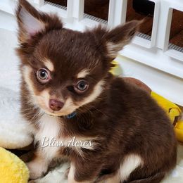 Gucci - READY NOW - Chocolate and tan male Chihuahua puppy in Ponca City, Oklahoma from Bliss Acres Farm