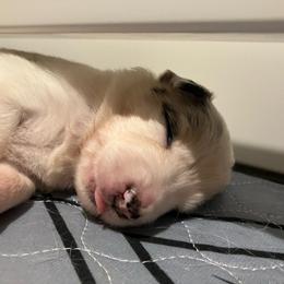 Cork - Blue merle male Border Collie puppy in Holden, Missouri from Spotted Feather Farm