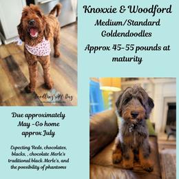 Goldendoodle puppies from Doodling All Day Goldendoodles