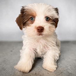 Finn - Chocolate, tan and white male Yorkshire Terrier puppy in Laconia, New Hampshire from Bryan & Karen' Yorkshire Terriers