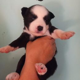 Siberian Husky Puppies from Harrington's Huskies