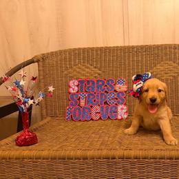 Light Pink collar - Light golden female Golden Retriever puppy in Monroe, Tennessee from Golden Girls Furever Friends