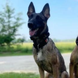 Belgian Malinois, Dutch Shepherds, and xDutch Shepherds from Iron Sight K9s