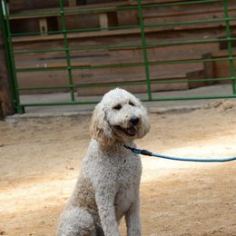 Goldendoodle All Grown Up from Faithfully Yours Doodles