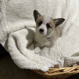 Willow - Sable female Pembroke Welsh Corgi puppy in Urbana, Ohio from Edgewood Farm and Kennel
