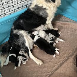 Border Collie Puppies from Roaring River Border Collies