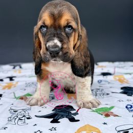 Padme - Black white and brown female Basset Hound puppy in Konawa, Oklahoma from Circle H Basset Hounds