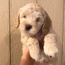 Australian Labradoodle Puppies from Greystone Australian Labradoodles