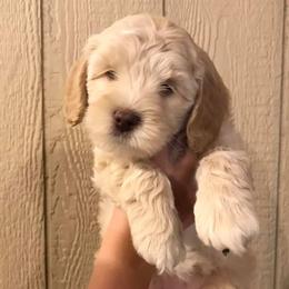 Australian Labradoodle Puppies from Greystone Australian Labradoodles