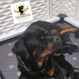 Rottweilers from Vom hause Reto