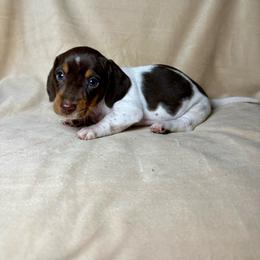 Ollie - Piebald male Dachshund puppy in Aurora, Missouri from Baker Farms