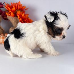 Parti Boy - Parti male Yorkshire Terrier puppy in Dahalonega, Georgia from C. D. K