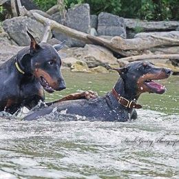 Doberman Pinscher All Grown Up from SolStorm Dobermanns