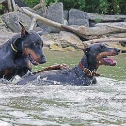 Doberman Pinscher All Grown Up from SolStorm Dobermanns