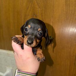 Cleo - Black and tan female Dachshund puppy in Athens, Texas from County Road Puppies