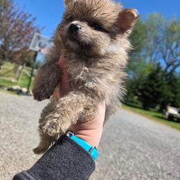 Vader - Beaver male Pomeranian puppy in Chattanooga, Tennessee from Valley Poms