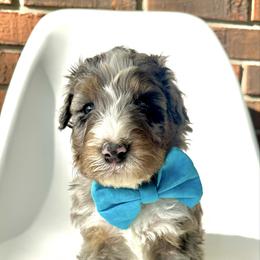Buoy - Blue merle male Bernedoodle puppy in Pulaski, Tennessee from Doodle My Heart