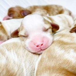 Cavalier King Charles Spaniel and Cavapoo Puppies from Red Skye Cavaliers and Cavapoos
