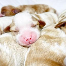 Cavalier King Charles Spaniel and Cavapoo Puppies from Red Skye Cavaliers and Cavapoos