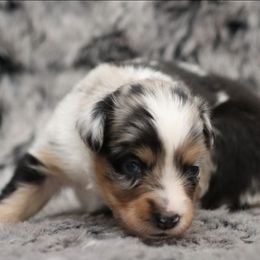 Blue-Eyed Blue Merle Female - Blue merle female Toy Australian Shepherd puppy in Leighton, Alabama from Isbell Land & Livestock, LLC