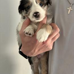 Frost - Blue merle male Miniature Australian Shepherd puppy in Weatherford, Texas from F & T Aussies