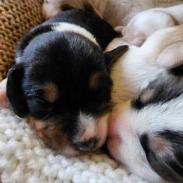 Beagle Puppies from Homegrown Beagles