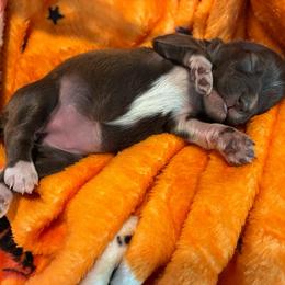 Eden - Liver female Miniature Schnauzer puppy in Hemet, California from Journee Home Mini Schnauzers