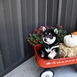 Riley - Black and tan male Shiba Inu puppy in Arcola, Illinois from Highline Puppies
