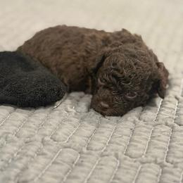 Hazel - Brown female Poodle puppy in Poplarville, Mississippi from Southern Belle Poodles