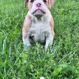 Rhianna - Fawn and white female Olde English Bulldogge puppy in Camdenton, Missouri from Mule Pool Olde English Bulldogges