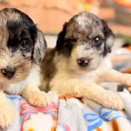 Cosmo - Blue merle male Aussiedoodle puppy in Dickerson, Maryland from Pawsome Aussie Doodles and Oodles