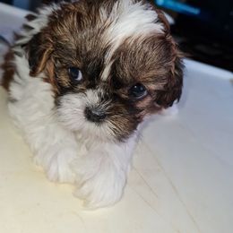 Girl 2 - Red and white female Shih Tzu puppy in Bethlehem, Pennsylvania from Cinnamon's Shih Tzus